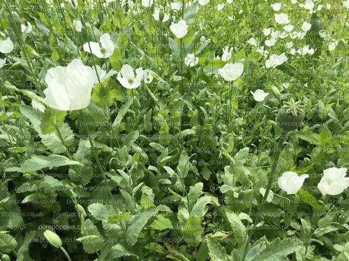 Papaver s0mniferum turkish - papaver,