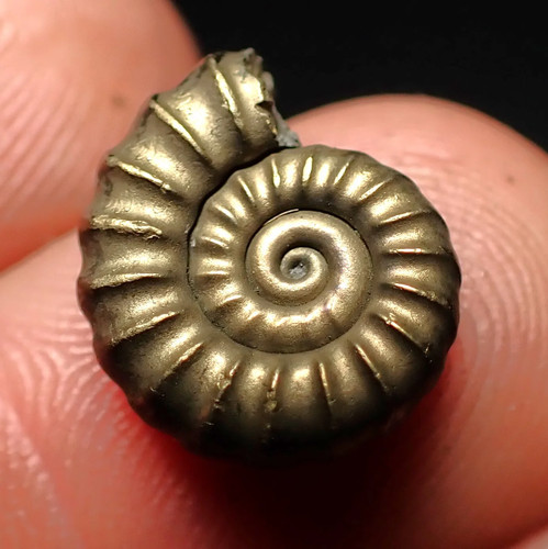 Promicroceras pyritosum