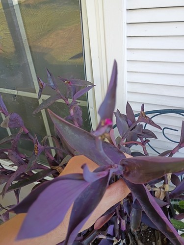 Wandering jew purple - purple, heart