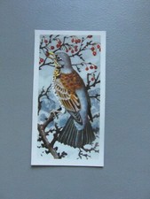 Brooke Bond original 1957 tea-card "Bird Portraits", No.6 ''Fieldfare".