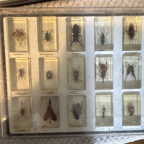 Mounted insect arachnid - mounted, &