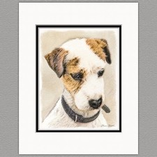 Parson Jack Russell Terrier