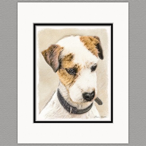 Parson jack russell - russell, terrier