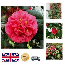 Stunning Red Spring Flowering Camellias - 2 x 9cm Pots of Lady Campbell Shrubs