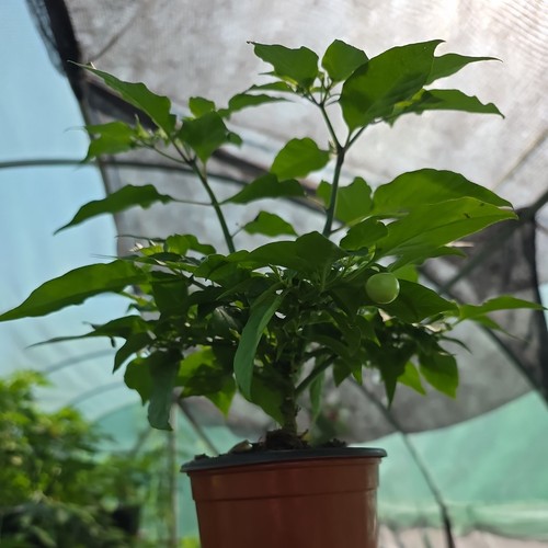Aji charapita chilli plant - aji, 1