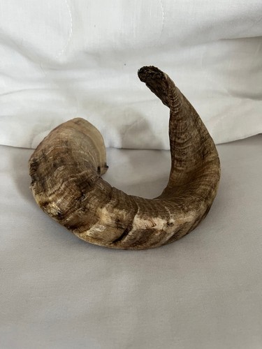 Rams horn inches from end - inches,