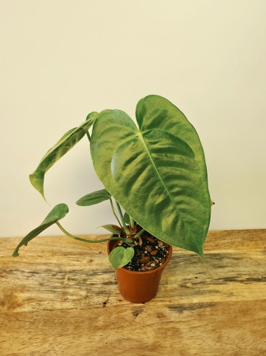 Anthurium veitchii king - anthurium, -king