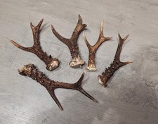 Roe Deer Antlers, Skulls