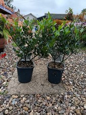 2 X Ilex Alaska | Holly Shrub | Berry Bush | Evergreen | Christmas Plant | 