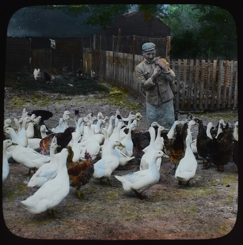 Photo farmer feeding geese - feeding,