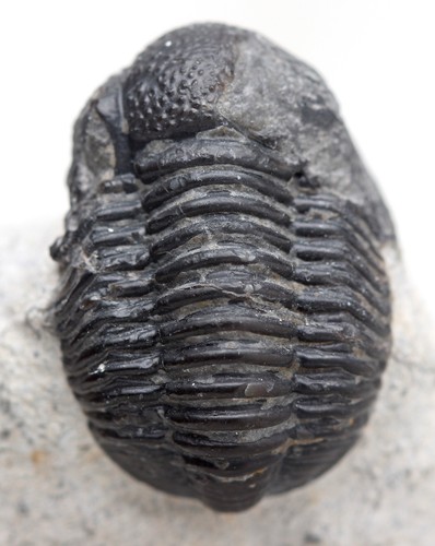 Trilobite phacops fossil sea - phacops,