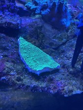 Chilli Pepper Montipora Marine Live SPS Medium Sized Frags