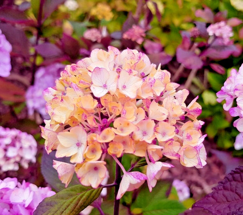 Hydrangea preziosa mophead - preziosa,