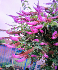 Buddleia 'Flower Power