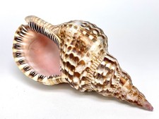 Triton Trumpet Shell Charonia Tritonis Large Example Pacific Seashell 10" / 25cm