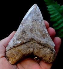 #38,   BEAUTIFUL  4.2" 