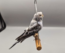 Taxidermy Budgie, Skulls, Bones, Animal Skull, Curio, Oddities, Gift, Gothic