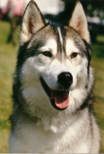 Siberian husky jumbo fridge - siberian,