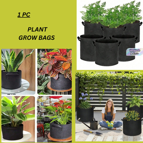 Large plant grow - plant,