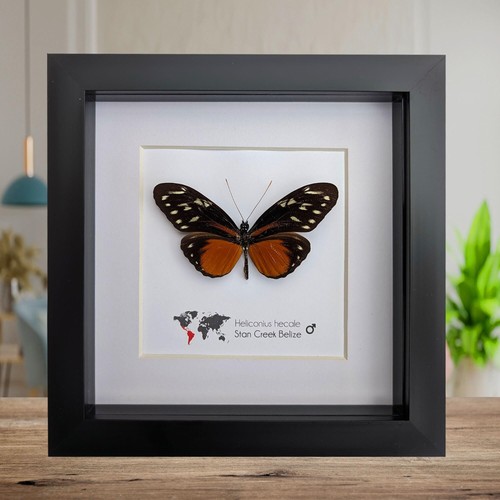 Framed heliconius hecale