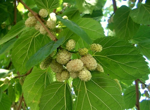 Morus alba white - morus,