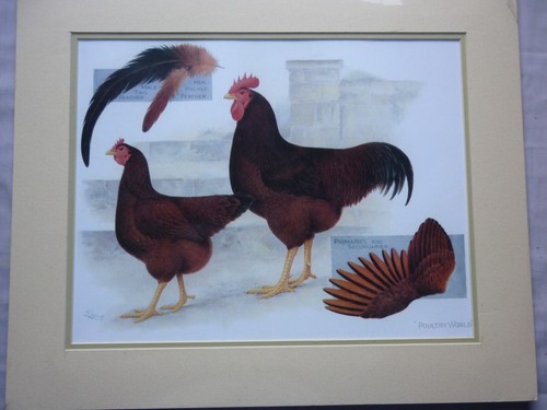 Rhode island red - rhode, chicken