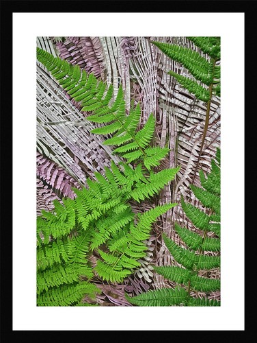 Stunning fern fronds - fronds, print