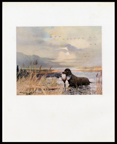 Irish water spaniel rare - water,
