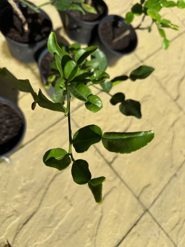 Healthy kaffir lime - healthy, plant