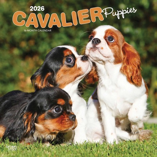 Cavalier king charles spaniel - cavalier,