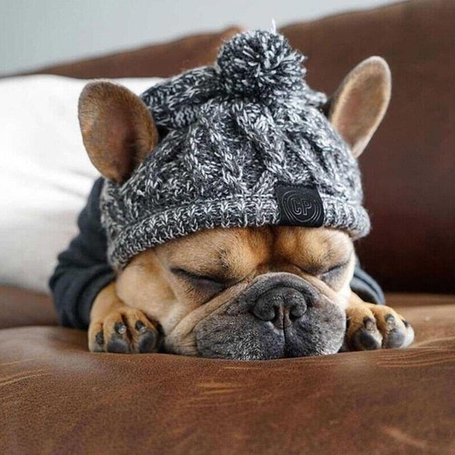 Winter pet dog hat - dog, french