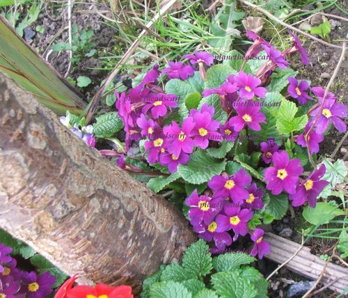 Wild primula wanda - primula, dwarf