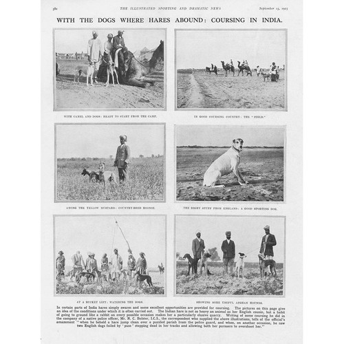 Hare coursing with dogs - with,