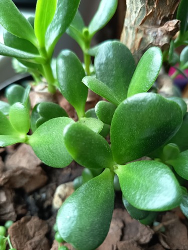 Crassula ovata jade - ovata,,