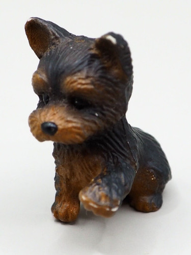Yorkshire terrier licca chan - yorkshire, licca-chan