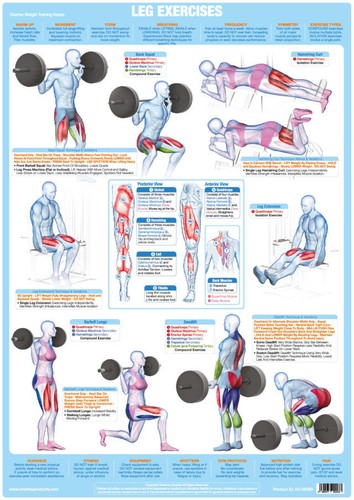 Leg muscles body - , |