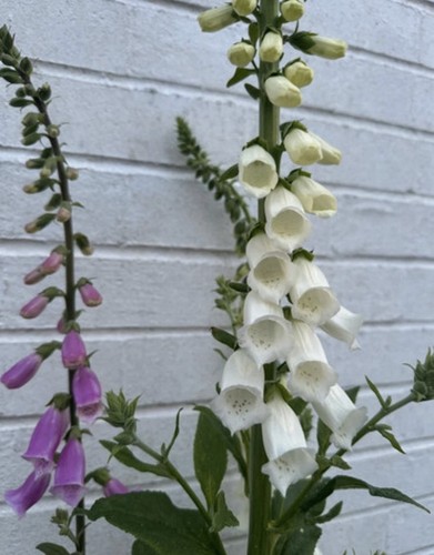 Foxglove seedlings will grow - seedlings,