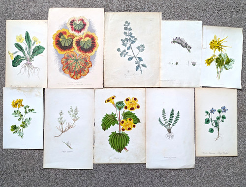 10x antique botanical prints - antique,
