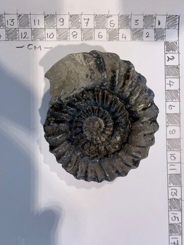 Fossil ammonite robin hoods - ammonite.,