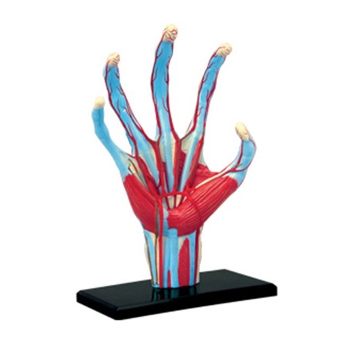 Human hand skeleton - hand, model