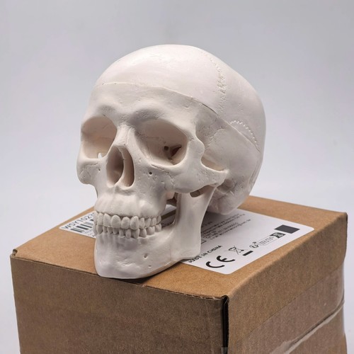 Human skull replica resin - replica,