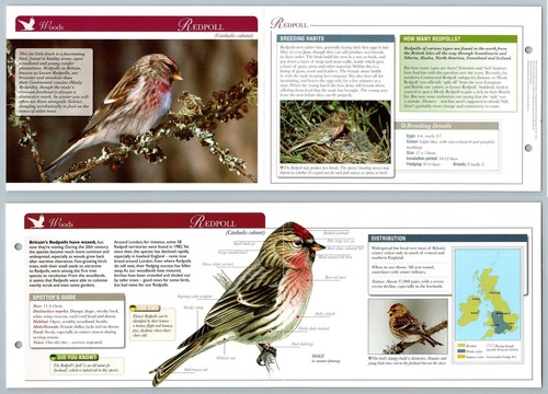Redpoll woods birds - woods,