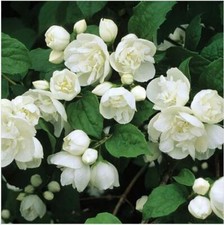 Philadelphus hardy shrub - philadelphus,