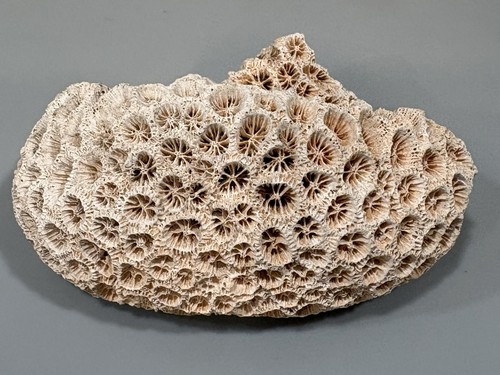 Schlaratinia dead coral - schlaratinia,