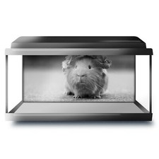 Fish tank background - tank,