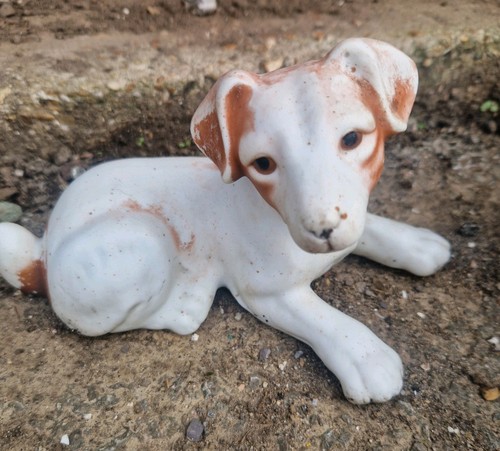 Jack russell terrier dog - russell,