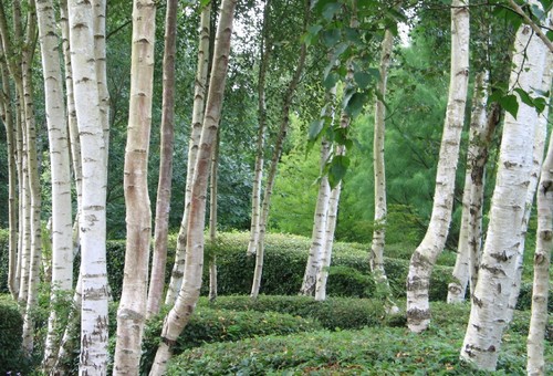 Betula utilis var
