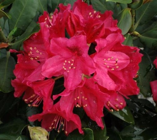 Nova zembla red - ),