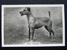 THE IRISH TERRIER - DOGS R/P