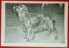 FIELD SPANIEL   Vintage 1955
